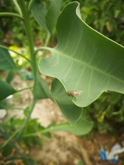 Anthomyia punctipennis