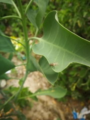 Anthomyia punctipennis