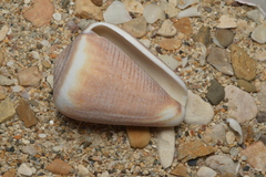 Conus figulinus