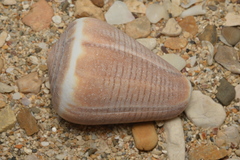 Conus figulinus
