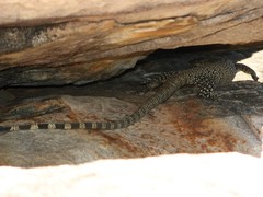 Varanus glauerti