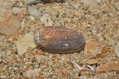 Oliva reticulata