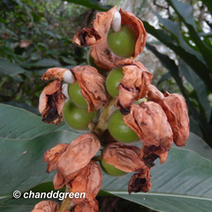 Alpinia hainanensis