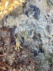 Petrolisthes cabrilloi