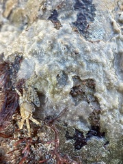 Petrolisthes cabrilloi