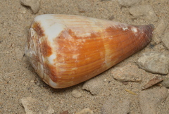 Conus vexillum
