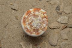 Conus vexillum