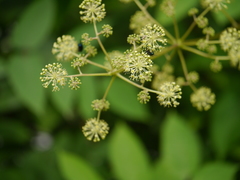 Aralia cachemirica