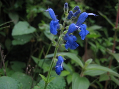 Salvia scutellarioides
