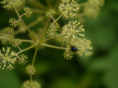 Aralia cachemirica