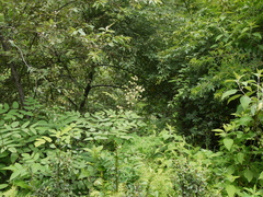 Aralia cachemirica
