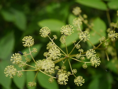 Aralia cachemirica