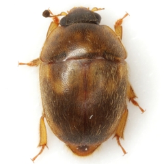 Amphicrossus ciliatus