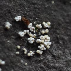 Lachnellula resinaria