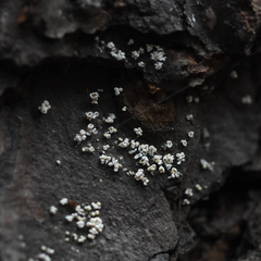 Lachnellula resinaria