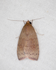 Austrocarea iocephala