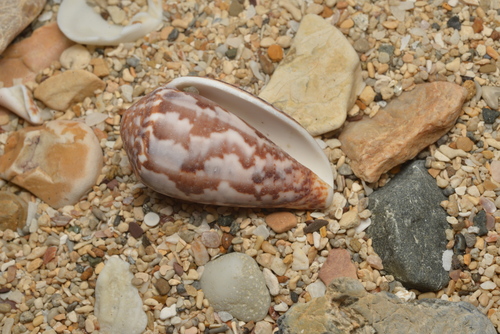 Conus monachus observed 2021-05-01