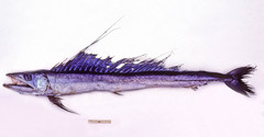 Alepisaurus ferox