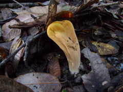 Clavariadelphus subfastigiatus