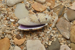 Oliva caerulea