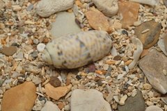 Oliva caerulea