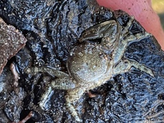 Petrolisthes cabrilloi