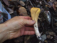 Clavariadelphus subfastigiatus