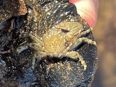 Petrolisthes cabrilloi