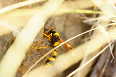 Katamenes dimidiatus