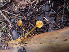 Mycena aurantiomarginata