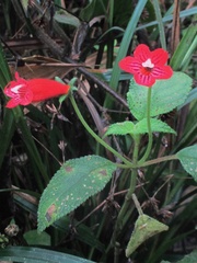 Kohleria inaequalis
