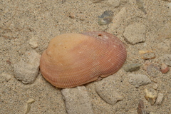 Barbatia amygdalumtostum