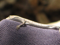 Cryptoblepharus metallicus