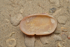 Barbatia amygdalumtostum