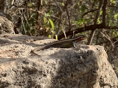 Sceloporus smithi