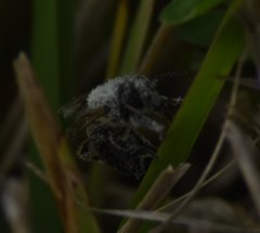 Apis mellifera