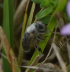 Apis mellifera