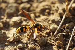 Katamenes dimidiatus