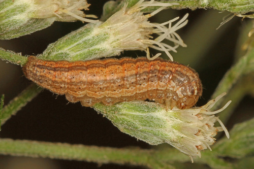 Three-lined Flower Moth photo 3