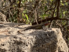 Sceloporus smithi