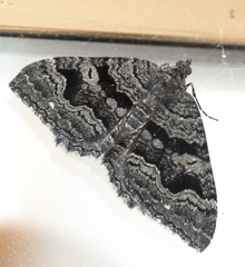Xanthorhoe anthracinata