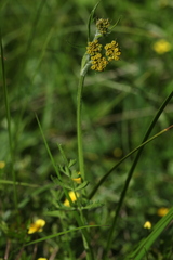 Pastinaca aurantiaca