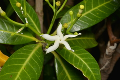 Tabernaemontana cerifera
