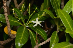 Tabernaemontana cerifera