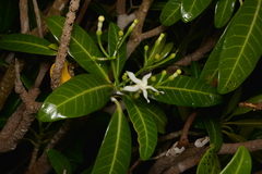 Tabernaemontana cerifera