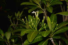 Tabernaemontana cerifera