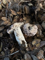 Lactarius argillaceifolius megacarpus