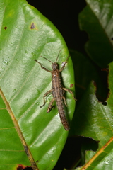Canachus