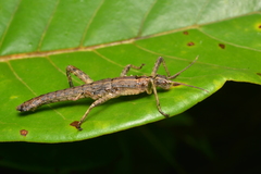Canachus