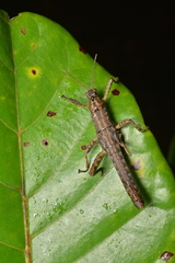 Canachus